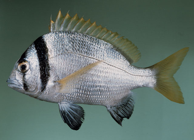 Acanthopagrus bifasciatus